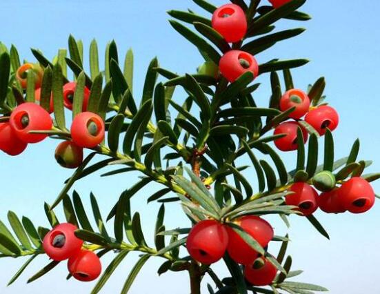 紅豆杉用什么土栽培好，疏松透氣、保水保肥