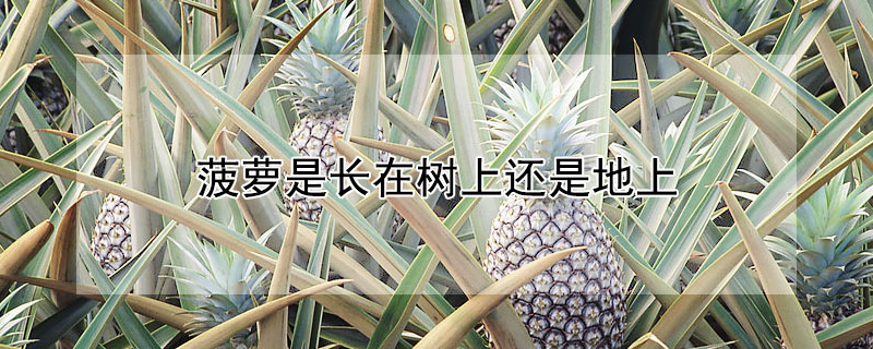 菠蘿是長在樹上還是地上