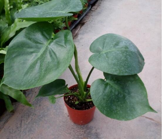 龜背竹用深盆還是淺盆，透氣性強深盆為主(陶盆/紫砂盆/泥瓦盆)