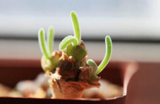 碧光環(huán)用什么樣的土，最好配制適合植物生長的透氣土壤