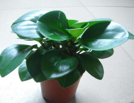 碧玉怎么養(yǎng)才能瘋長(zhǎng)，做好這六點(diǎn)可生長(zhǎng)得盆盆爆滿