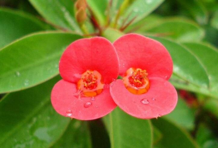 虎刺梅開花有毒嗎，有毒/家中有小孩的最好不要栽種