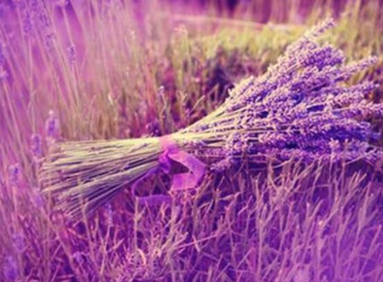 薰衣草有什么功效，舒緩修護(hù)、改善心肌、安撫神經(jīng)