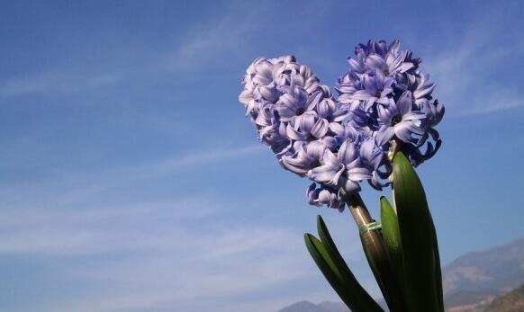 風(fēng)信子可以用水養(yǎng)嗎，可以/但是要注意及時換水和補(bǔ)充營養(yǎng)