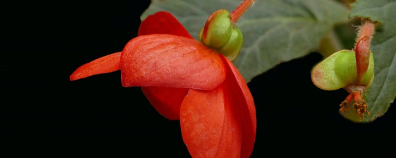 球根海棠種子發(fā)芽后如何養(yǎng)