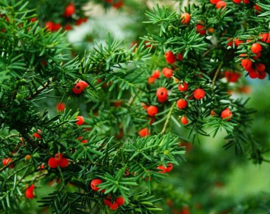 紅豆杉用什么土栽培好，疏松透氣、保水保肥