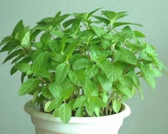 碰碰香和薄荷的區(qū)別，解析一眼就能分辨出的兩種方法