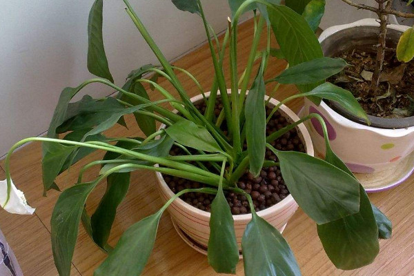 一帆風(fēng)順的葉子發(fā)黃怎么辦，調(diào)節(jié)光照和水分