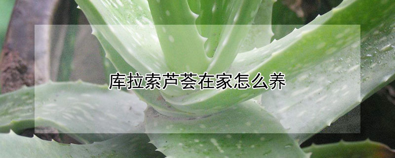 庫拉索蘆薈在家怎么養(yǎng)