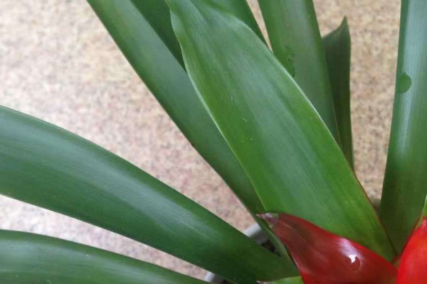 鴻運當(dāng)頭花水養(yǎng)好還是土養(yǎng)好