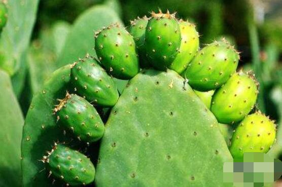 仙人掌怎么澆水和施肥，教你三個(gè)步驟便可生長枝葉翠綠