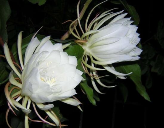 曇花的種植方法，教你最簡(jiǎn)單五個(gè)步驟(存活率高)