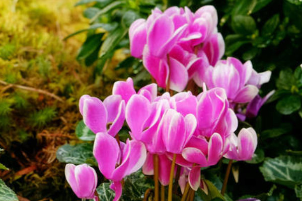 仙客來(lái)用深盆好還是淺盆好