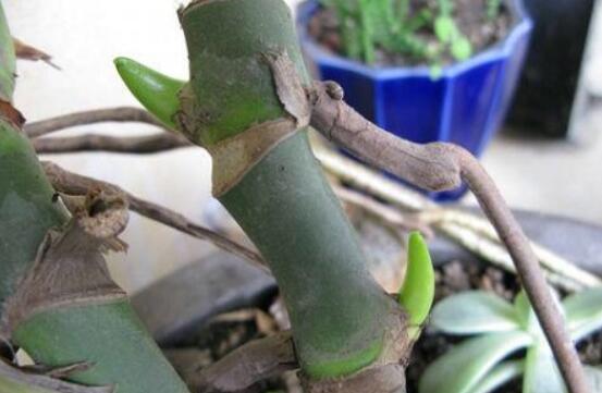 龜背竹的扦插方法，以10厘米枝條為主/注意保留氣生根