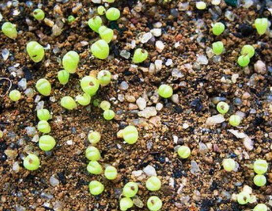 生石花怎么繁殖，最常用兩種繁殖方法(播種與分株)