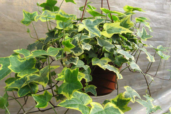 常春藤可以放臥室嗎，放臥室可凈化空氣增加綠意