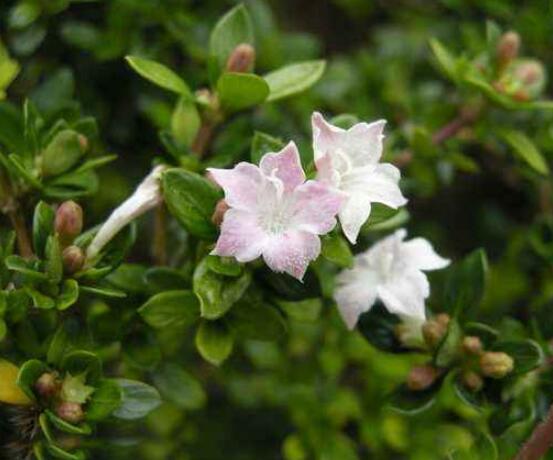 六月雪如何養(yǎng)，老農總結最實用六大基本養(yǎng)殖方法