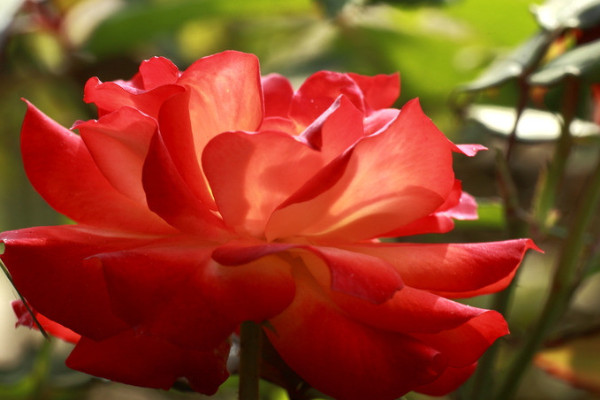 薔薇花繁殖方法和注意事項(xiàng)