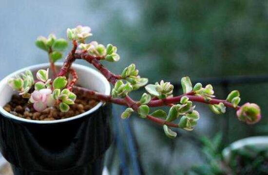 雅樂之舞怎么扦插，春季最佳/剪取生長健壯枝條