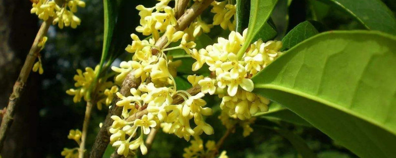 桂花不發(fā)芽是怎么回事