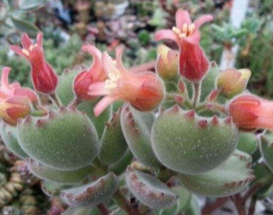 熊童子開花會(huì)死嗎，不會(huì)/適當(dāng)遮陰、及時(shí)降溫