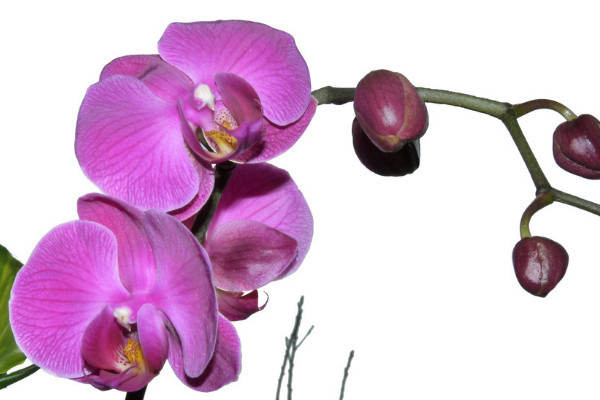 蝴蝶蘭養(yǎng)多久才能開花