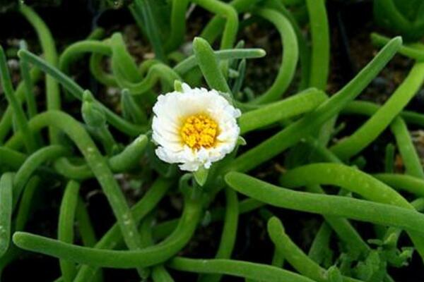 碧光環(huán)會開花嗎，會開/但開花難度較大