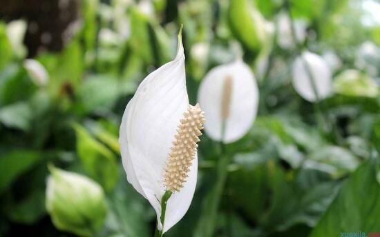 一帆風(fēng)順花語(yǔ)是什么，一帆風(fēng)順開花的寓意