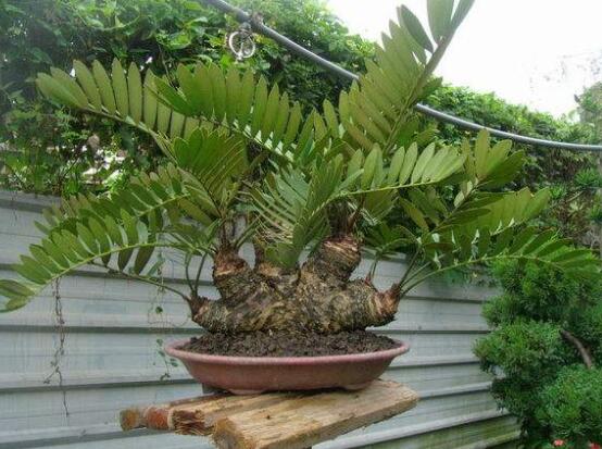 鐵樹有幾種，細(xì)數(shù)最好看的六大品種