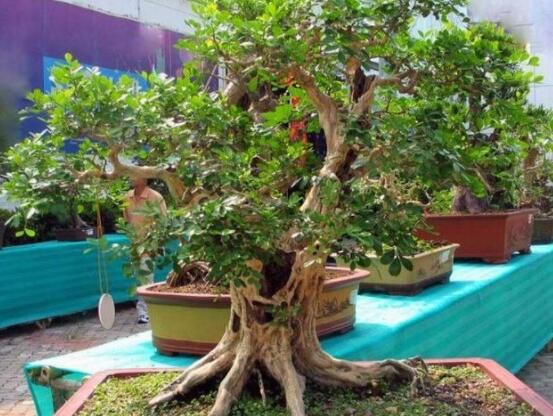 九里香剪枝后多久開花，春季修剪最佳/百天后花開爆盆