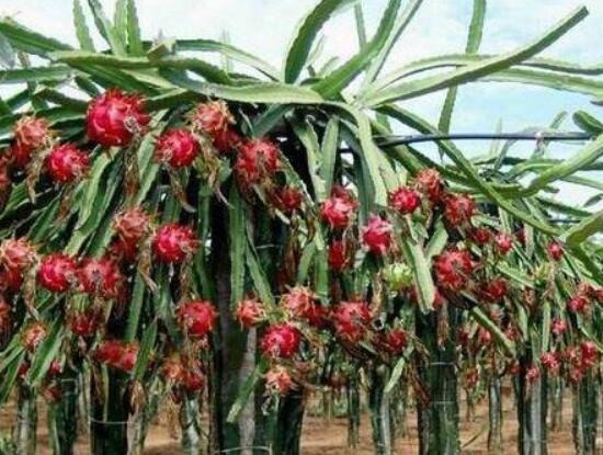 火龍果是仙人掌的果實嗎，兩種屬性絕然不同的植物