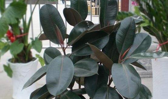 橡皮樹的擺放位置，教你四個擺放好地方(客廳/大廳/書房/辦公室)