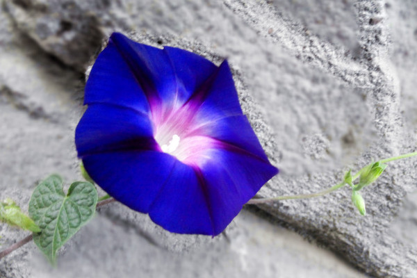 牽?；ǚN子是否需要春化