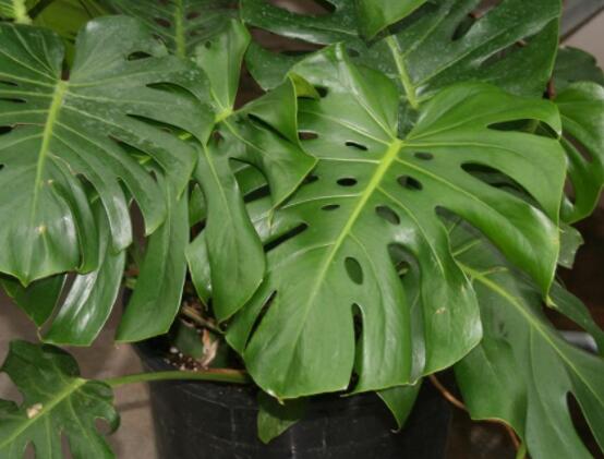 家里養(yǎng)龜背竹好嗎，吸收甲醛、凈化空氣、招財增壽