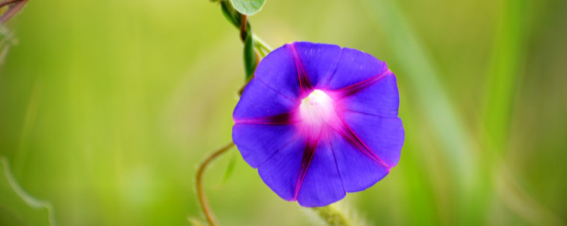 牽?；ㄖl太長怎么修剪