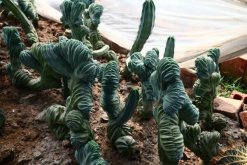 最名貴的仙人球，長相都非常奇特