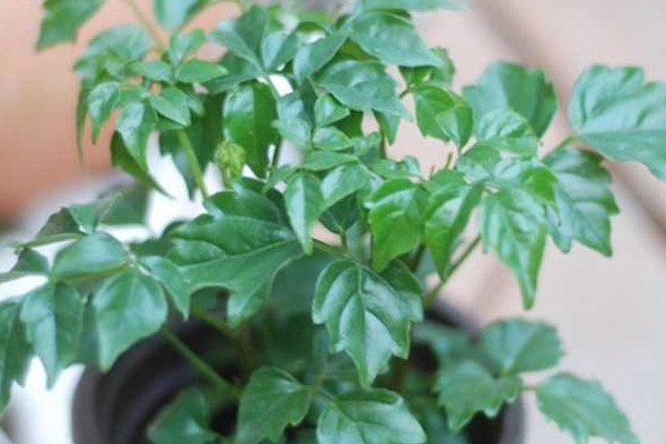 幸福樹葉子卷曲下垂怎么辦，適當(dāng)停止?jié)菜ＷC通風(fēng)