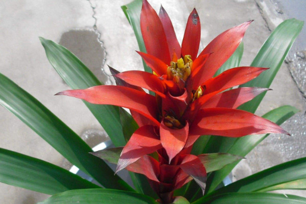 鴻運(yùn)當(dāng)頭和紅掌哪種旺財(cái)