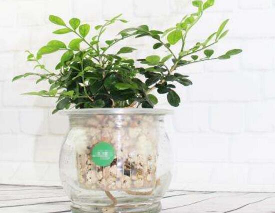 九里香可以水培嗎，九里香水培的養(yǎng)殖方法