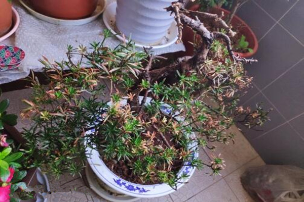 怎樣搶救干枯的羅漢松，分析問(wèn)題的原因并及時(shí)補(bǔ)救