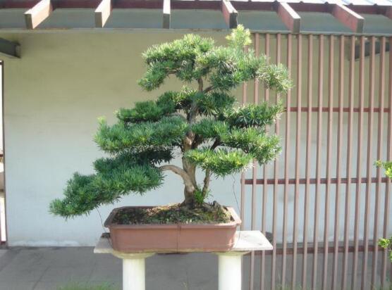 羅漢松盆景施肥，做好以有機液肥、稀薄的餅肥水為主