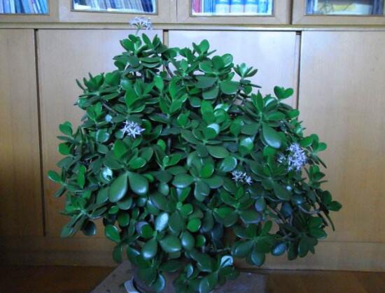 玉樹(shù)葉子發(fā)軟怎么辦，三種原因以及解決辦法