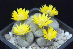 生石花開花還能活嗎，開花后會脫皮但不會死