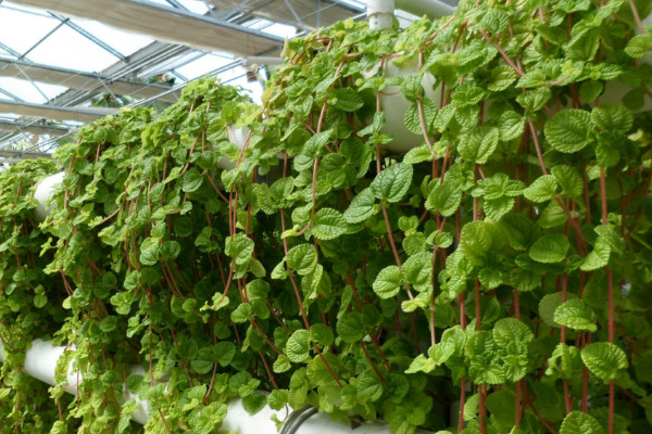 常春藤干枯了還會活嗎，對癥下藥就能重?zé)ɑ盍? src="/nongchan/d/file/20201223/gtwrztut41q.jpg" / data-Wclm="rDbfDw"></p>
<p data-R3XE="nRIz8Y">
	常春藤干枯了還會活嗎，一般來說，只要干枯程度沒有嚴重到植根腐爛，那么，常春藤還是有機會存活的。具體是要看常春藤是因為哪種原因出現(xiàn)干枯現(xiàn)象，針對性的找到解決辦法，就能夠緩解干枯情況，讓常春藤恢復(fù)活力。</p>
<h2 data-RThY="9zjfIv">
	2、光溫影響</h2>
<p data-CrhP="AEKEuP">
	<img alt=