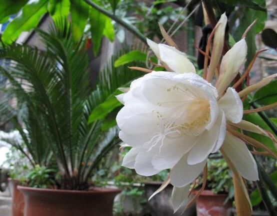 曇花的繁殖方法，盤點(diǎn)最常見的三種繁殖方法(扦插/播種/嫁接)