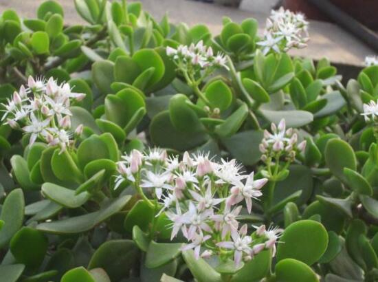 玉樹會(huì)開花嗎，玉樹開花的寓意是什么