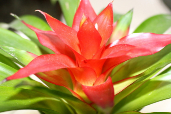 鴻運當(dāng)頭的花期有多長