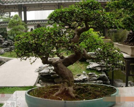 九里香盆栽的養(yǎng)殖方法，老農(nóng)總結(jié)五點最實用的養(yǎng)殖方法