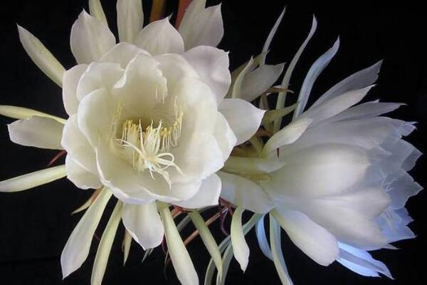 曇花的四季養(yǎng)護，一年四季不同的養(yǎng)護方法