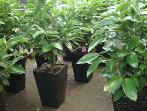 平安樹(shù)為什么不發(fā)新芽，三種原因以及解決方法